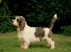 Basset Griffon Vendeen-Petit