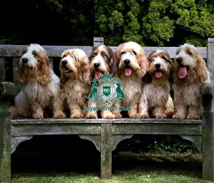 Group Prints: Basset Griffon Vendeen (Petit)