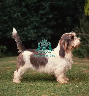 Hound Group Prints: Basset Griffon Vendeen (Petit)