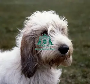 Hound Group Prints: Basset Griffon Vendeen (Petit)
