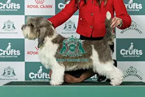 Hound Group Prints: Basset Griffon Vendeen (Petit) Best of Breed Crufts 2026