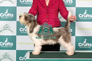 Crufts 2025 Best Of Breed Prints: Basset Griffon Vendeen (Petit) BOB