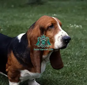 Head Prints: Basset Hound