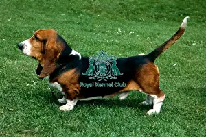 Hound Group Prints: Basset Hound