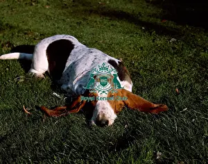 Hound Group Prints: Basset Hound