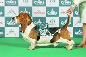 Hound Group Prints: Basset Hound Best of Breed Crufts 2026