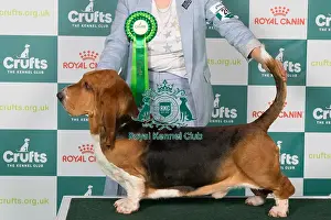 Crufts 2025 Best Of Breed Prints: Basset Hound BOB