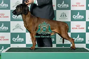 Hound Group Prints: Bavarian Mountain Hound Best of Breed Crufts 2026