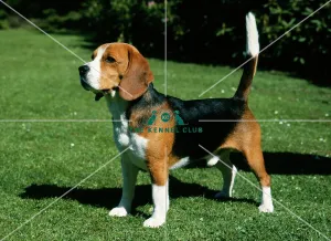 Beagle
