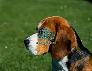 Beagle