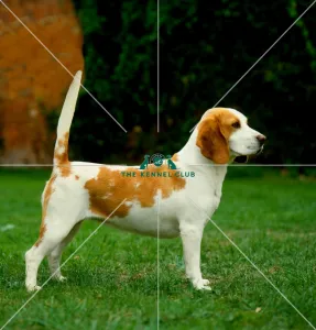 Beagle