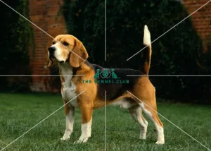 Beagle