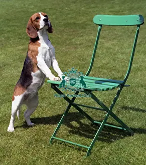 Hound Group Prints: Beagle