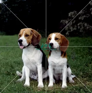 Beagle