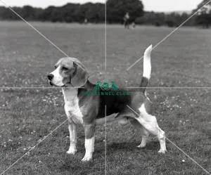 Beagle