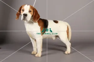 Beagle