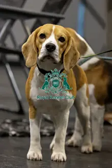 Beagle