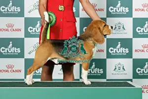 Hound Group Prints: Beagle Best of Breed Crufts 2026