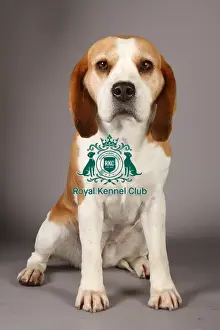 Crufts 2013 Prints: Beagle, Crufts 2013, nick ridley, stock images, KCPL, March 2013, KCPL_Stock