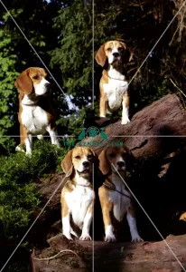 Beagles