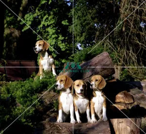 Beagles