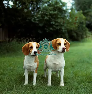 Hound Group Prints: Beagles