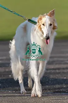 Crufts 2025 BeatMedia Prints: Bear, a Borzoi, arriving today (Thursday 06/03/25)