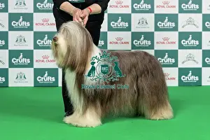 Thursday Prints: Bearded Collie Best of Breed Crufts 2026