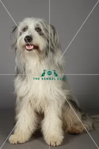 Bearded Collie, Crufts 2013, KCPL_Stock