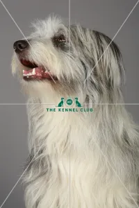 Bearded Collie, Crufts 2013, KCPL_Stock Bearded Collie, Crufts 2013, KCPL_Stock
