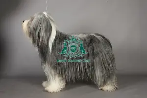 March 2013 Prints: Bearded Collie, Crufts 2013, pastoral, portrait, nick ridley, KCPL, stock images
