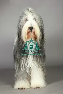 Crufts 2013 Prints: Bearded Collie, Crufts 2013, pastoral