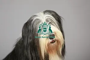 Crufts 2013 Prints: Bearded Collie, Crufts 2013, portrait, pastoral, stock images, KCPL, nick ridley