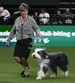 Junior Warrent Final Prints: Bearded Collie, Wre Write The Stars From Noonie Bears With Bridus JW (Imp Bel)