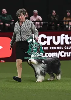 Bearded Collie, Wre Write The Stars From Noonie Bears With Bridus JW (Imp Bel)