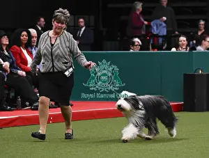 Junior Warrent Final Prints: Bearded Collie, Wre Write The Stars From Noonie Bears With Bridus JW (Imp Bel)