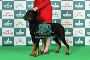 Beauceron Best of Breed Crufts 2026