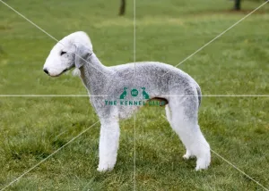 Bedlington Terrier
