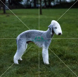 Bedlington Terrier