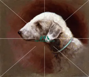 Bedlington Terrier