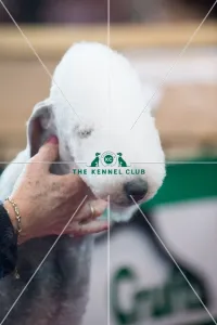 Best in Group, Crufts 2015
