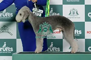 Bedlington Terrier Prints: Bedlington Terrier Best of Breed Crufts 2026