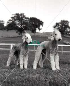 Bedlington Terriers Bedlington Terriers