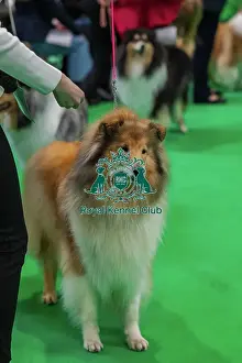Collie Rough Prints: Beldones Clementine Avec Coloratura