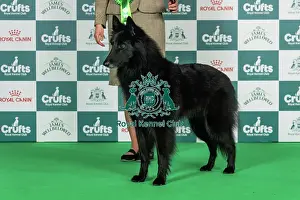 Standing Prints: Belgian Shepherd Dog (Groenendael) Best of Breed Crufts 2026