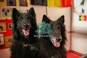 Belgian Shepherd Dog Groenendael Prints: Belgian Shepherd Dog (Groenendael) at Discover Dogs
