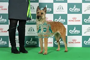 Belgian Shepherd Dog (Laekenois) Best of Breed Crufts 2026