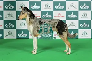 Belgian Shepherd Dog (Laekenois) Best of Breed Crufts 2026