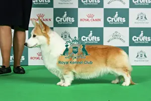 Thursday Prints: Belgian Shepherd Dog (Laekenois) Best of Breed Crufts 2026