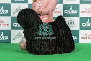 Belgian Shepherd Dog (Laekenois) Best of Breed Crufts 2026